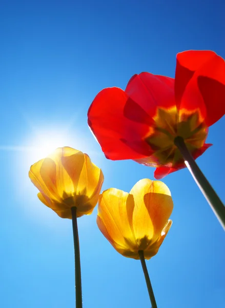 Tulipanes en el cielo . —  Fotos de Stock