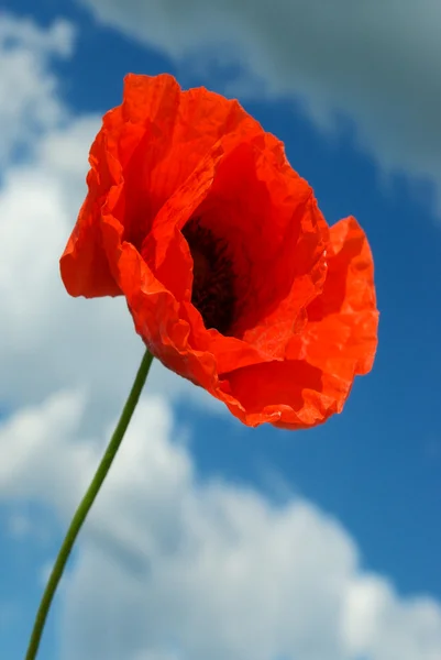 Papaver in lucht — Stockfoto