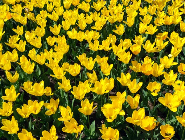 Texture of yellow tulips