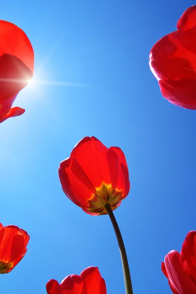 Tulpen am Himmel Hintergrund. — Stockfoto