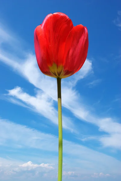 Tulpe auf Himmelshintergrund. — Stockfoto