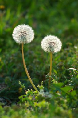 iki dandelions