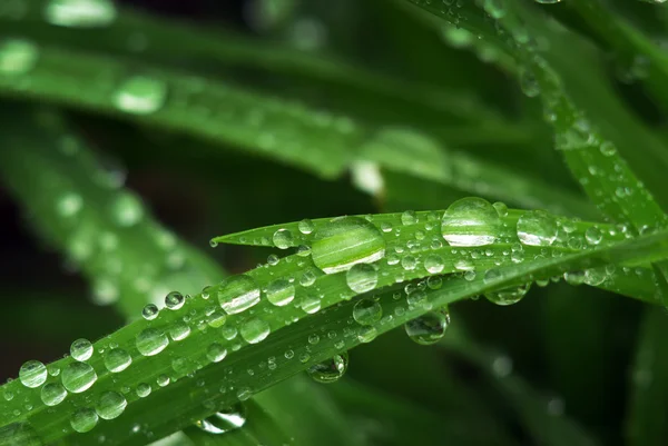 Macro of raindrop — Stock Photo, Image