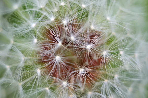 stock image Macro of dandelion