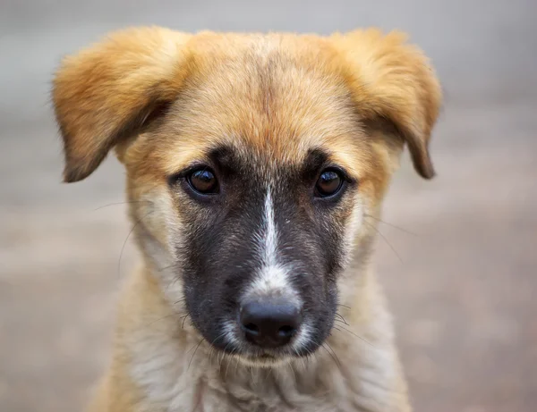 Stock image Sad puppy