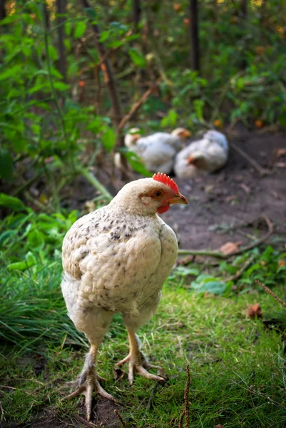 Jeune poulet — Photo