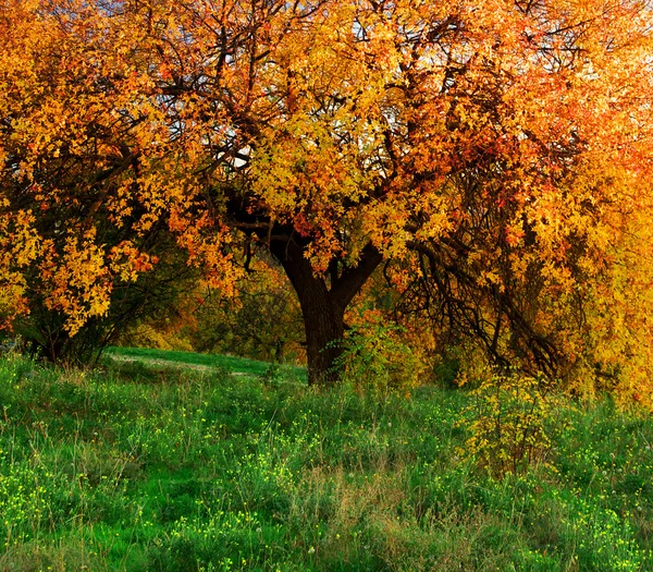 मोठे शरद ऋतूचे झाड — स्टॉक फोटो, इमेज
