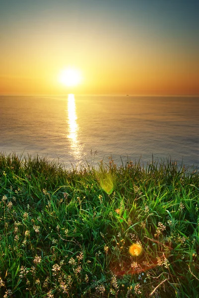 春の草、海の風景 — ストック写真