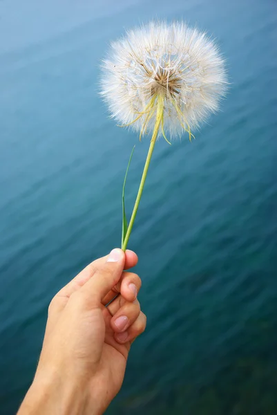 stock image Big dandelion