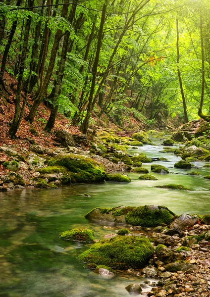 Floden djupt i bergskog — Stockfoto
