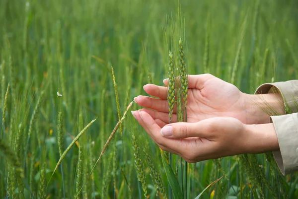 Spikelets and the woman palms. — Stock Photo, Image