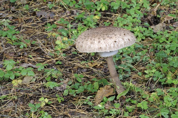 O cogumelo Parasol (Macrolepiota procera ) — Fotografia de Stock