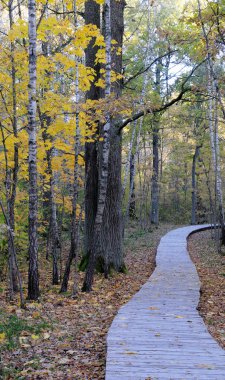 oak forest, ahşap patika