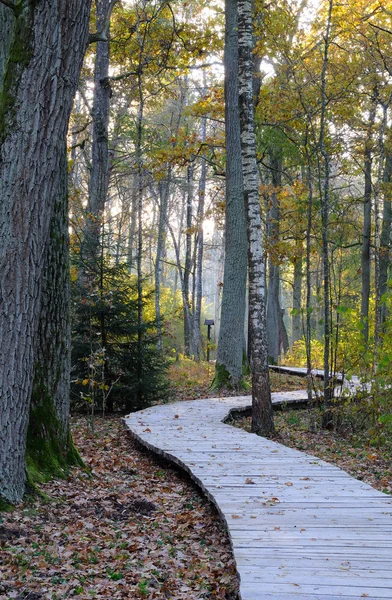 Wooden footpath at oak forest — Stock Photo, Image