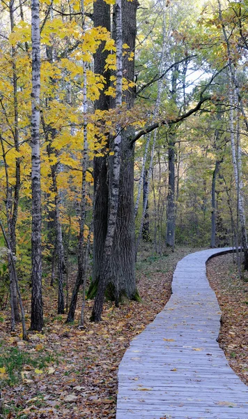 オークの森で木製の歩道 — ストック写真
