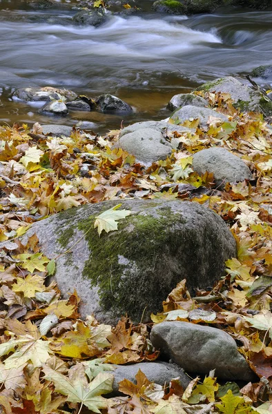 Javorový list na boulder — Stock fotografie