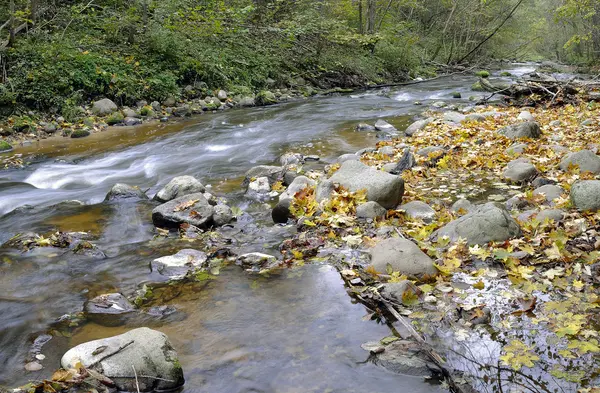 Panorama of a wild river — Stock Photo, Image
