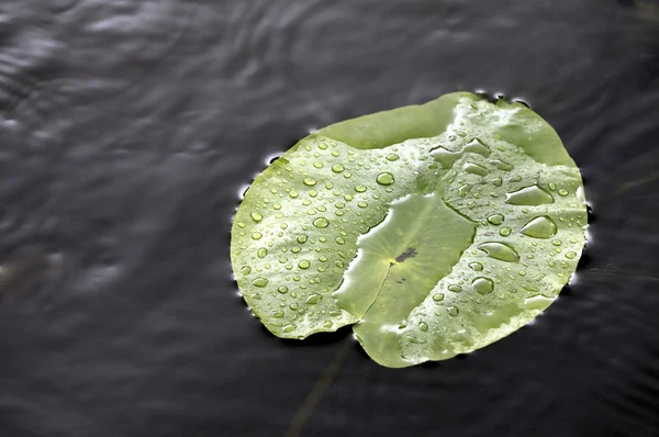 Lily pad at river in autumn — Stock Photo, Image