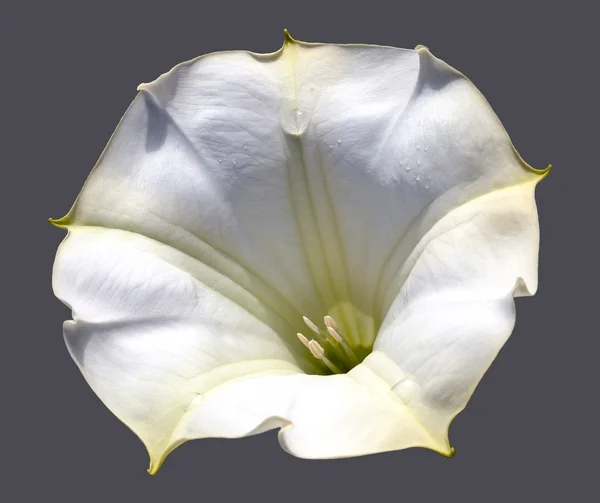 Kwiat na białym tle Datura (anioła trąbka) — Zdjęcie stockowe