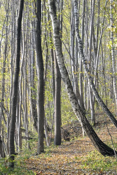 秋の森の小道 朝早く 白樺の木材 — ストック写真