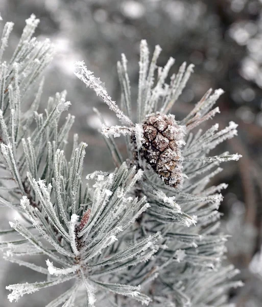 Schneebedeckter Kiefernzweig Frostiger Wintertag — Stockfoto