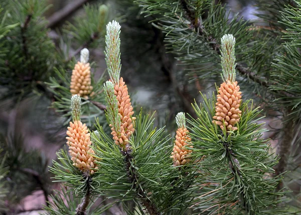 Blooming Pine Cone Fresh Pine Cone Spring — Stock Photo, Image