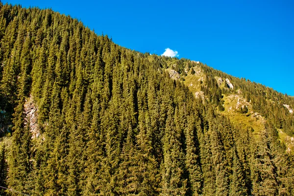 Coníferas las montañas y los bosques — Stockfoto
