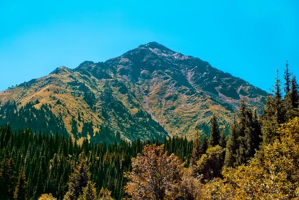 Naaldbos in de bergen — Stockfoto