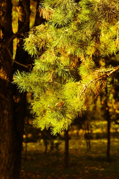 파인 트리-나뭇가지 — 스톡 사진