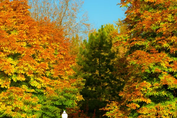 Colorido bosque de otoño —  Fotos de Stock