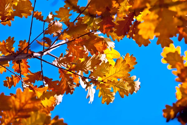 Foglie di rami d'autunno — Foto Stock