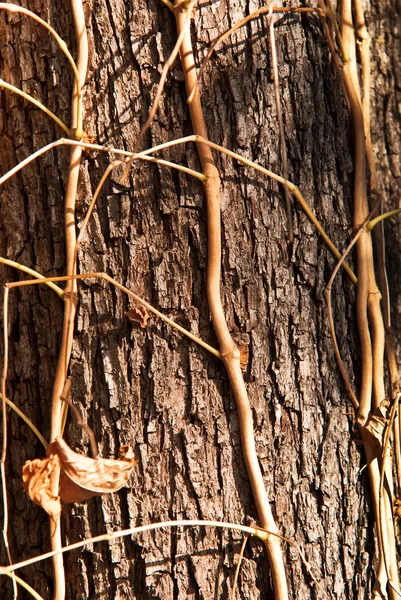 テクスチャの木の樹皮 — ストック写真