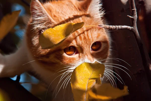 생강 고양이 — 스톡 사진