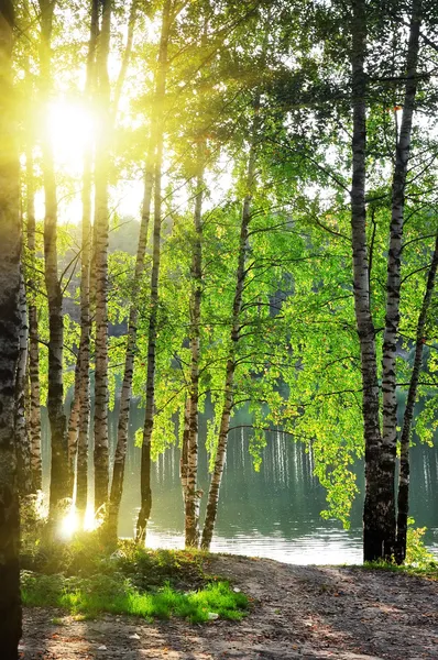 Birken im Sommerwald — Stockfoto