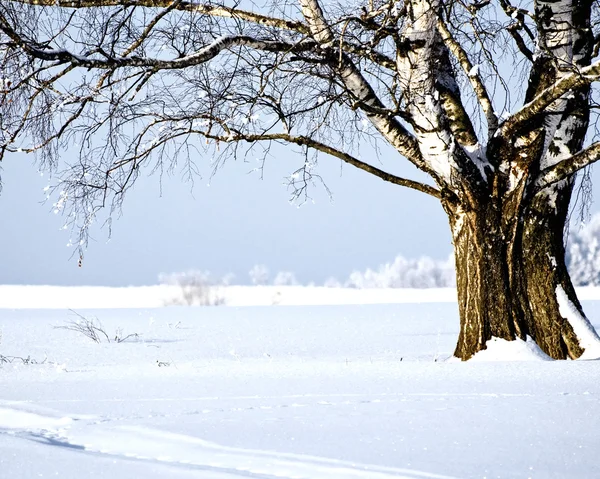 Дерево в морозе и пейзаж в снегу против голубого неба — стоковое фото