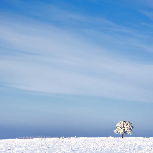 Árbol Escarcha Paisaje Nieve Contra Cielo Azul Escena Invierno —  Fotos de Stock