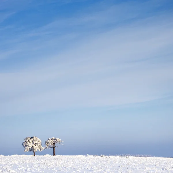 霜和雪对蓝蓝的天空中的风景树 冬季现场 — 图库照片