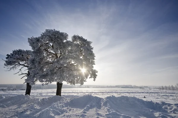 Boom in vorst en landschap in sneeuw tegen blauwe hemel — Stockfoto