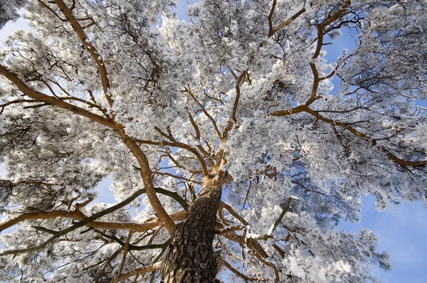 Träd Frost Och Landskap Snön Mot Blå Himmel Vinter Scen — Stockfoto