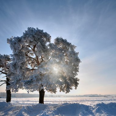 Single tree in winter weather at sunset clipart