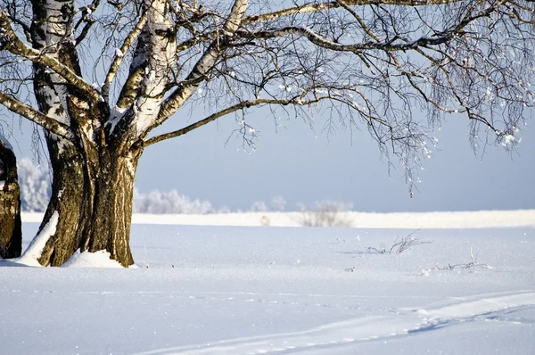 树在冬天阳光下的雪覆盖字段与 — 图库照片