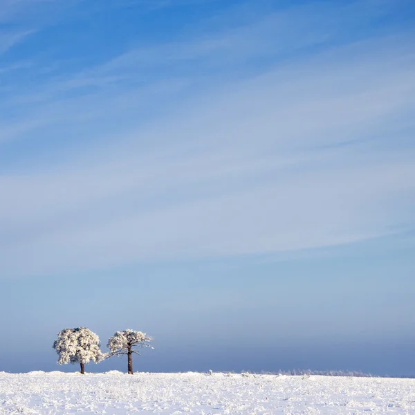 Drzewo mróz i krajobraz w śniegu przeciw błękitne niebo — Zdjęcie stockowe