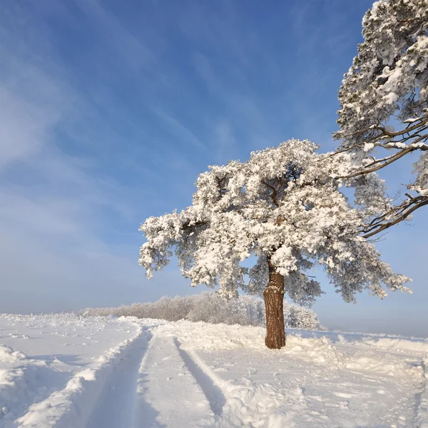 Tree in winter with snow covered fields — Stock Photo, Image