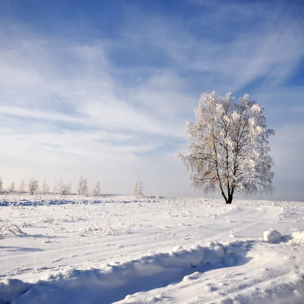Árbol en hermoso paisaje de invierno —  Fotos de Stock