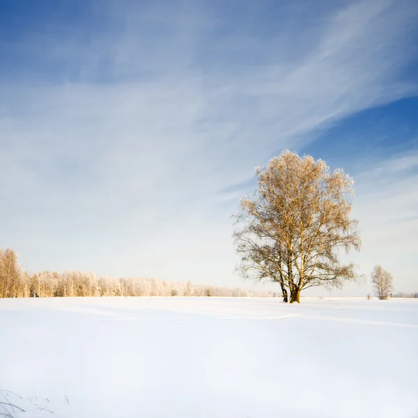 Einzelner Baum bei Winterwetter — Stockfoto