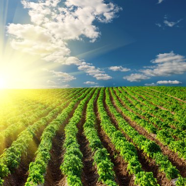 Potato field on a sunset clipart