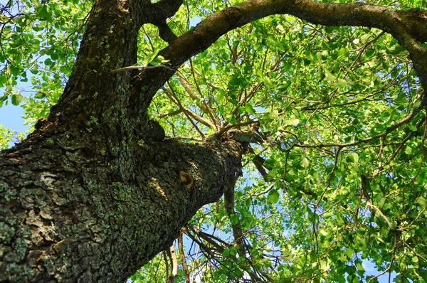 Placera under stora träd — Stockfoto