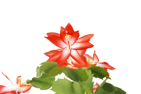 Flower Zigokaktus Schlumbergera — Stock Photo, Image