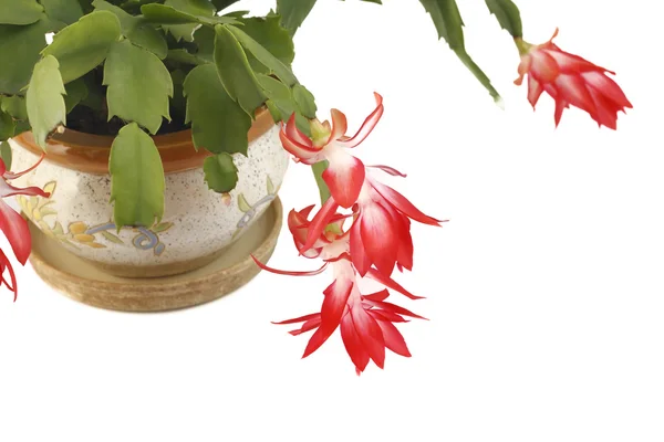 Zigokaktus bloem in een pot — Stockfoto