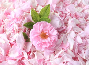 Tea-rose petals on the background clipart